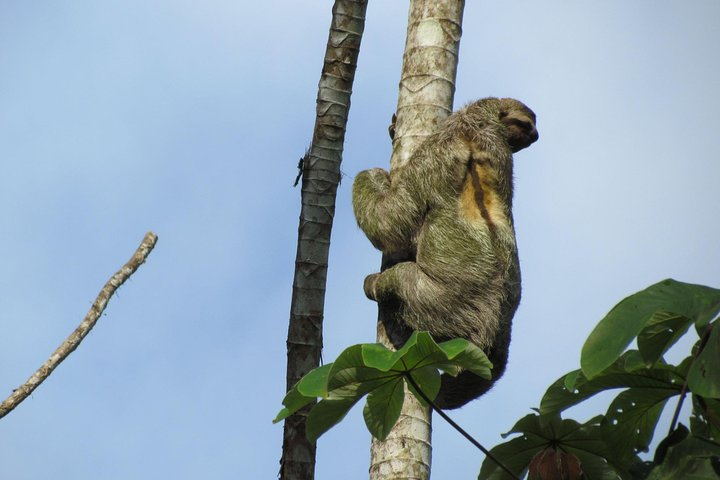 SLOTH PARK ADVENTURE La Fortuna - Photo 1 of 10